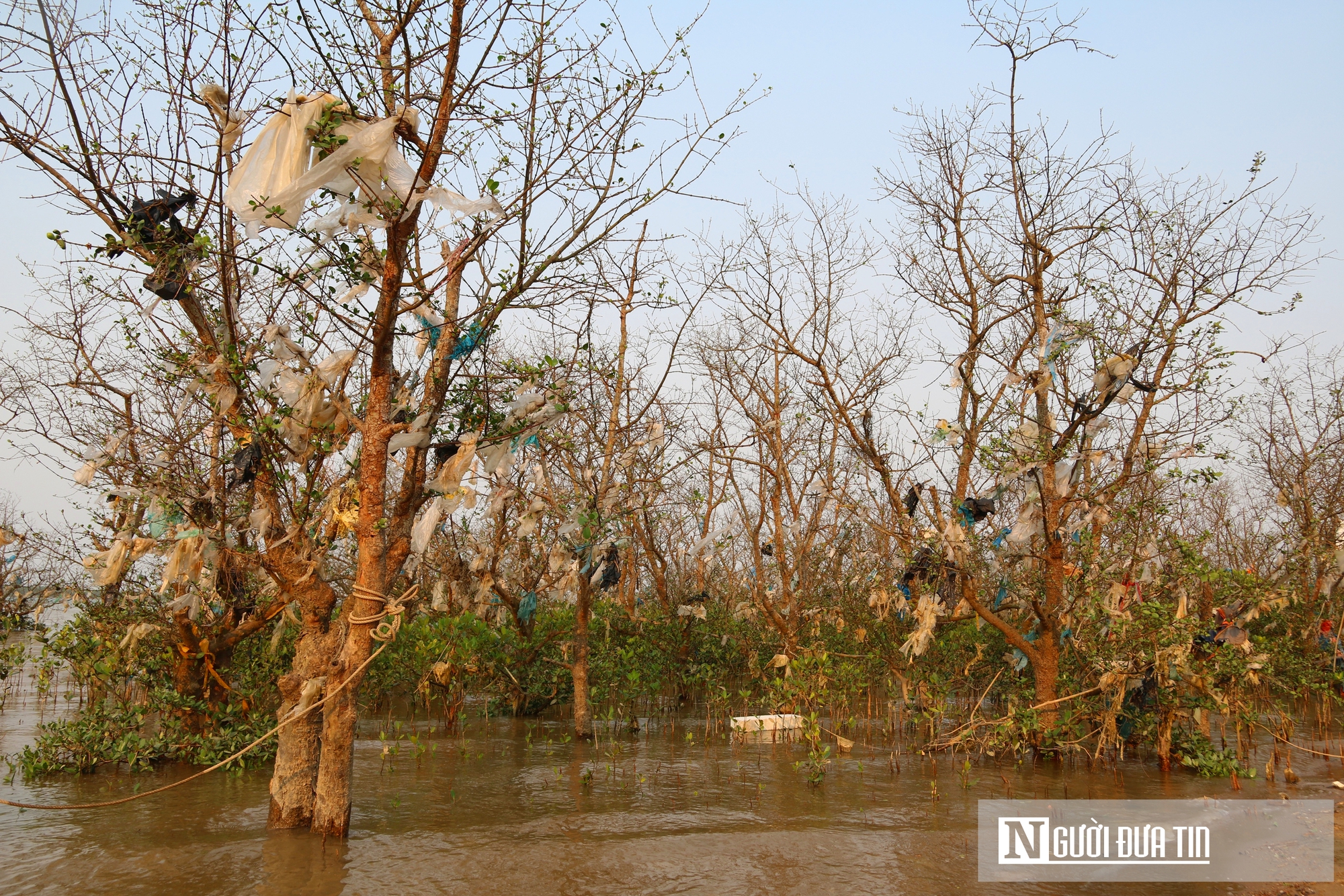 Cận cảnh cánh rừng bần nguyên sinh ngập ngụa trong lượng rác khổng lồ- Ảnh 7. Cận cảnh cánh rừng bần nguyên sinh ngập ngụa trong lượng rác khổng lồ- Ảnh 7.