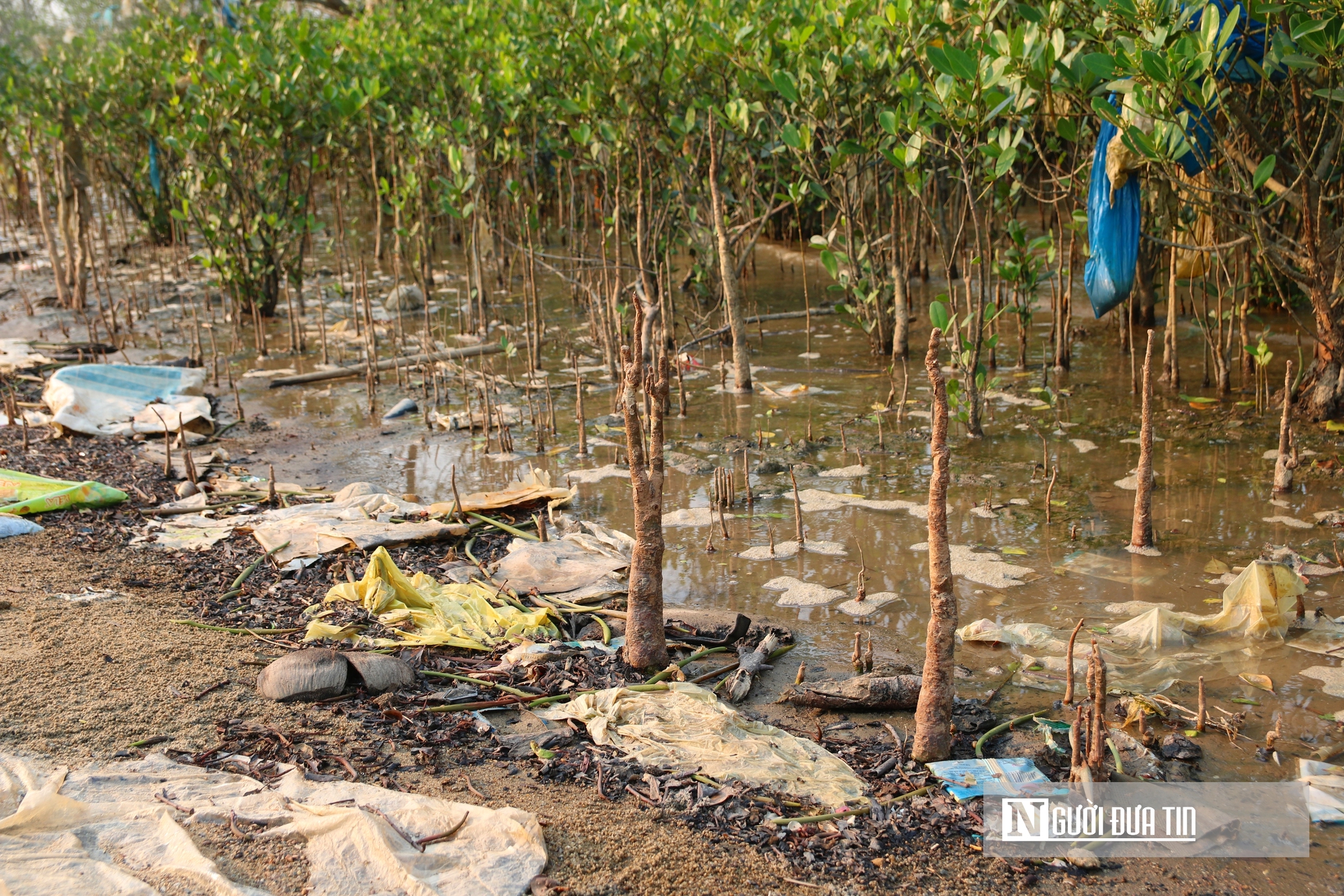 Cận cảnh cánh rừng bần nguyên sinh ngập ngụa trong lượng rác khổng lồ- Ảnh 9. Cận cảnh cánh rừng bần nguyên sinh ngập ngụa trong lượng rác khổng lồ- Ảnh 9.