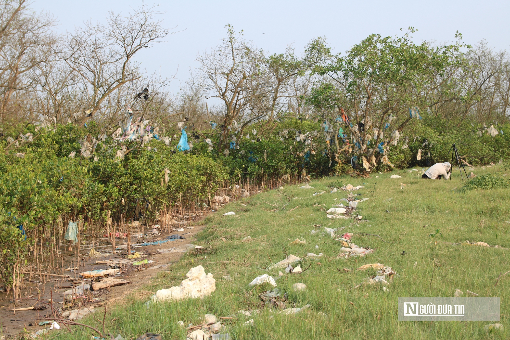 Cận cảnh cánh rừng bần nguyên sinh ngập ngụa trong lượng rác khổng lồ- Ảnh 11. Cận cảnh cánh rừng bần nguyên sinh ngập ngụa trong lượng rác khổng lồ- Ảnh 11.