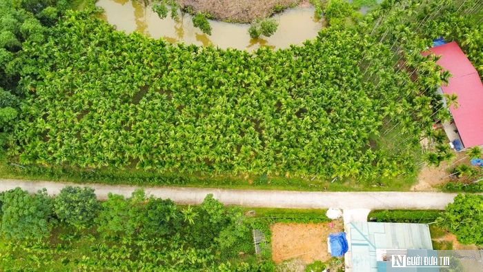 Trồng dược liệu tr&ecirc;n th&acirc;n cau, l&atilde;o n&ocirc;ng Thanh H&oacute;a mở hướng l&agrave;m kinh tế mới - Ảnh 1.