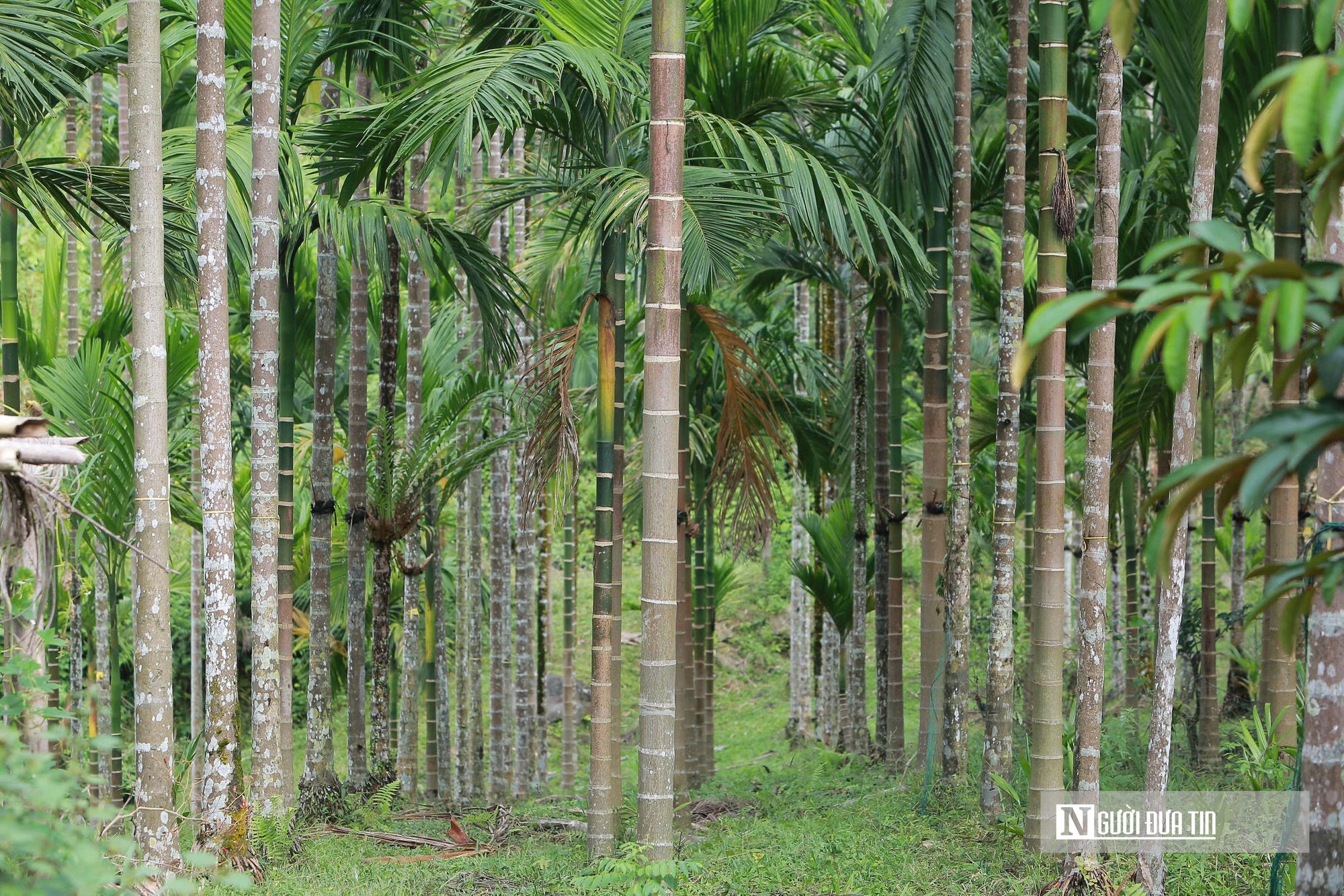 Trồng dược liệu tr&ecirc;n th&acirc;n cau, l&atilde;o n&ocirc;ng Thanh H&oacute;a mở hướng l&agrave;m kinh tế mới - Ảnh 2.