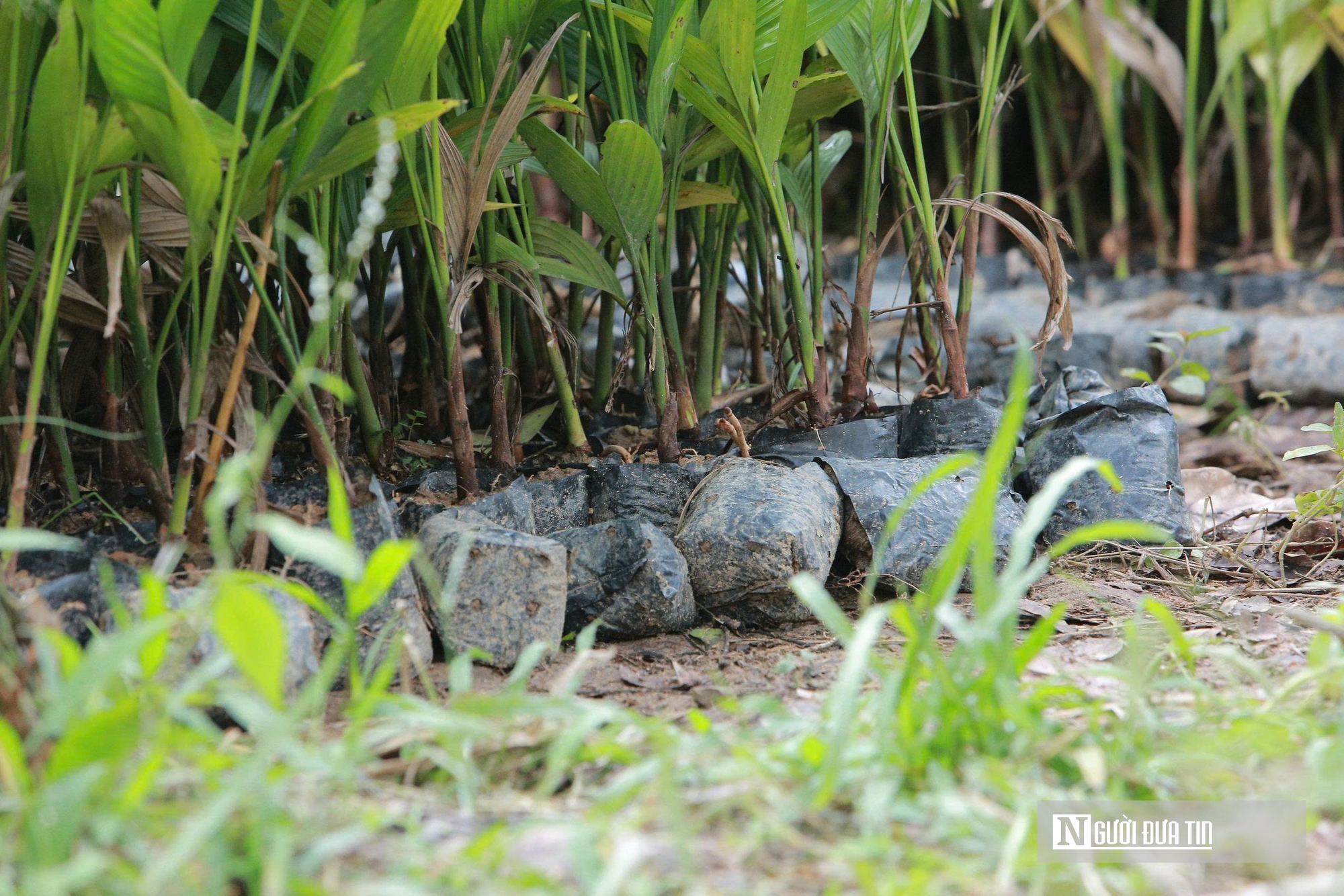 Trồng dược liệu tr&ecirc;n th&acirc;n cau, l&atilde;o n&ocirc;ng Thanh H&oacute;a mở hướng l&agrave;m kinh tế mới - Ảnh 3.