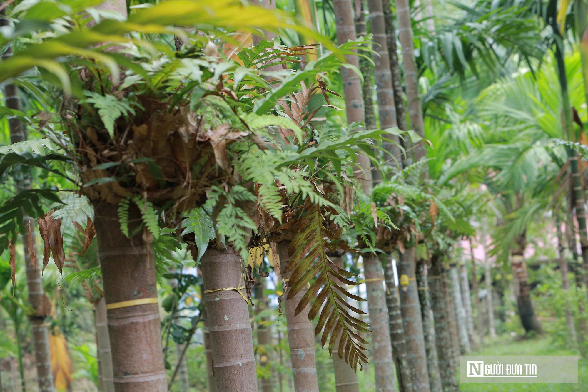 Trồng dược liệu tr&ecirc;n th&acirc;n cau, l&atilde;o n&ocirc;ng Thanh H&oacute;a mở hướng l&agrave;m kinh tế mới - Ảnh 4.