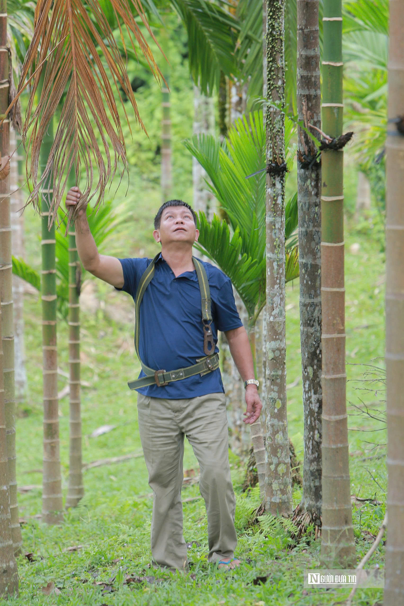 Trồng dược liệu tr&ecirc;n th&acirc;n cau, l&atilde;o n&ocirc;ng Thanh H&oacute;a mở hướng l&agrave;m kinh tế mới - Ảnh 5.