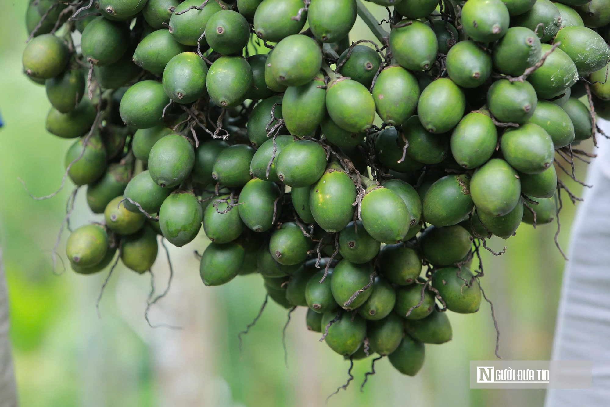 Trồng dược liệu tr&ecirc;n th&acirc;n cau, l&atilde;o n&ocirc;ng Thanh H&oacute;a mở hướng l&agrave;m kinh tế mới - Ảnh 7.