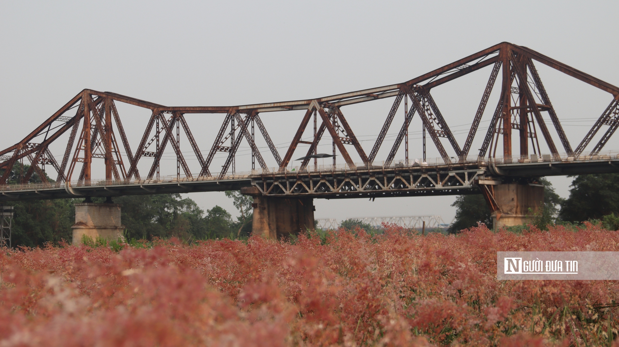 Vườn cỏ hồng dưới chân cầu Long Biên khiến du khách bất ngờ khi đến tận nơi - Ảnh 1. Vườn cỏ hồng dưới chân cầu Long Biên khiến du khách bất ngờ khi đến tận nơi - Ảnh 1.