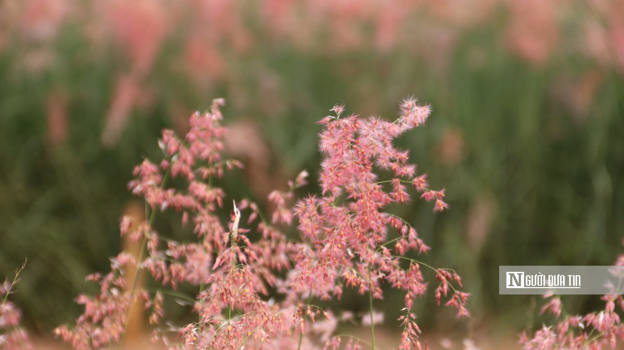 Vườn cỏ hồng dưới chân cầu Long Biên khiến du khách bất ngờ khi đến tận nơi - Ảnh 3.