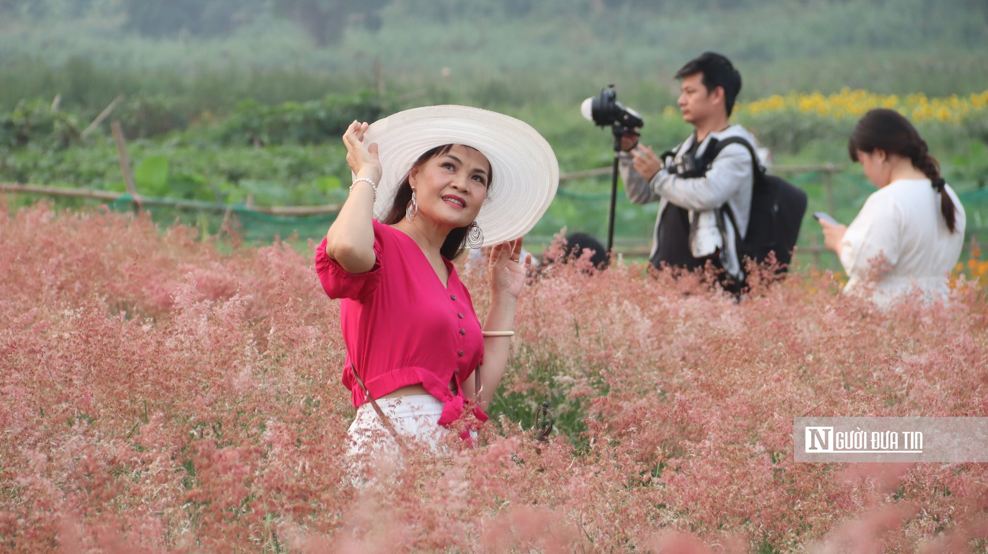 Vườn cỏ hồng dưới chân cầu Long Biên khiến du khách bất ngờ khi đến tận nơi - Ảnh 4.