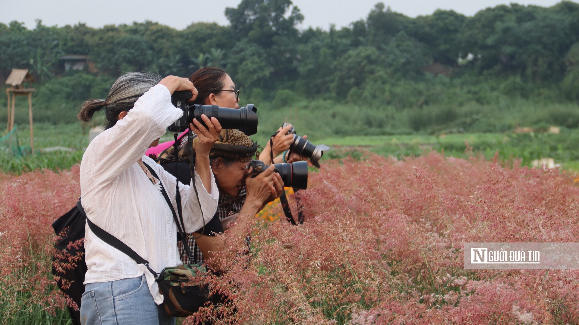 Vườn cỏ hồng dưới chân cầu Long Biên khiến du khách bất ngờ khi đến tận nơi - Ảnh 5.