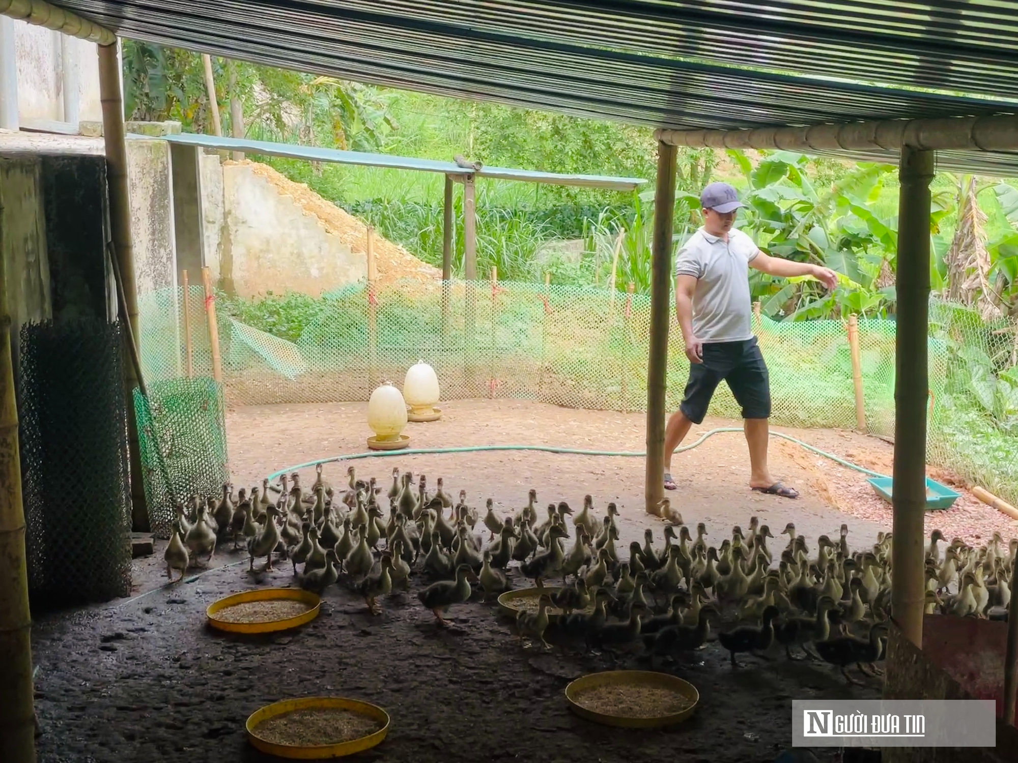 Khởi nghiệp từ đ&agrave;n vịt cổ bơi suối, 8X v&ugrave;ng cao tạo thu nhập h&agrave;ng trăm triệu đồng- Ảnh 5.