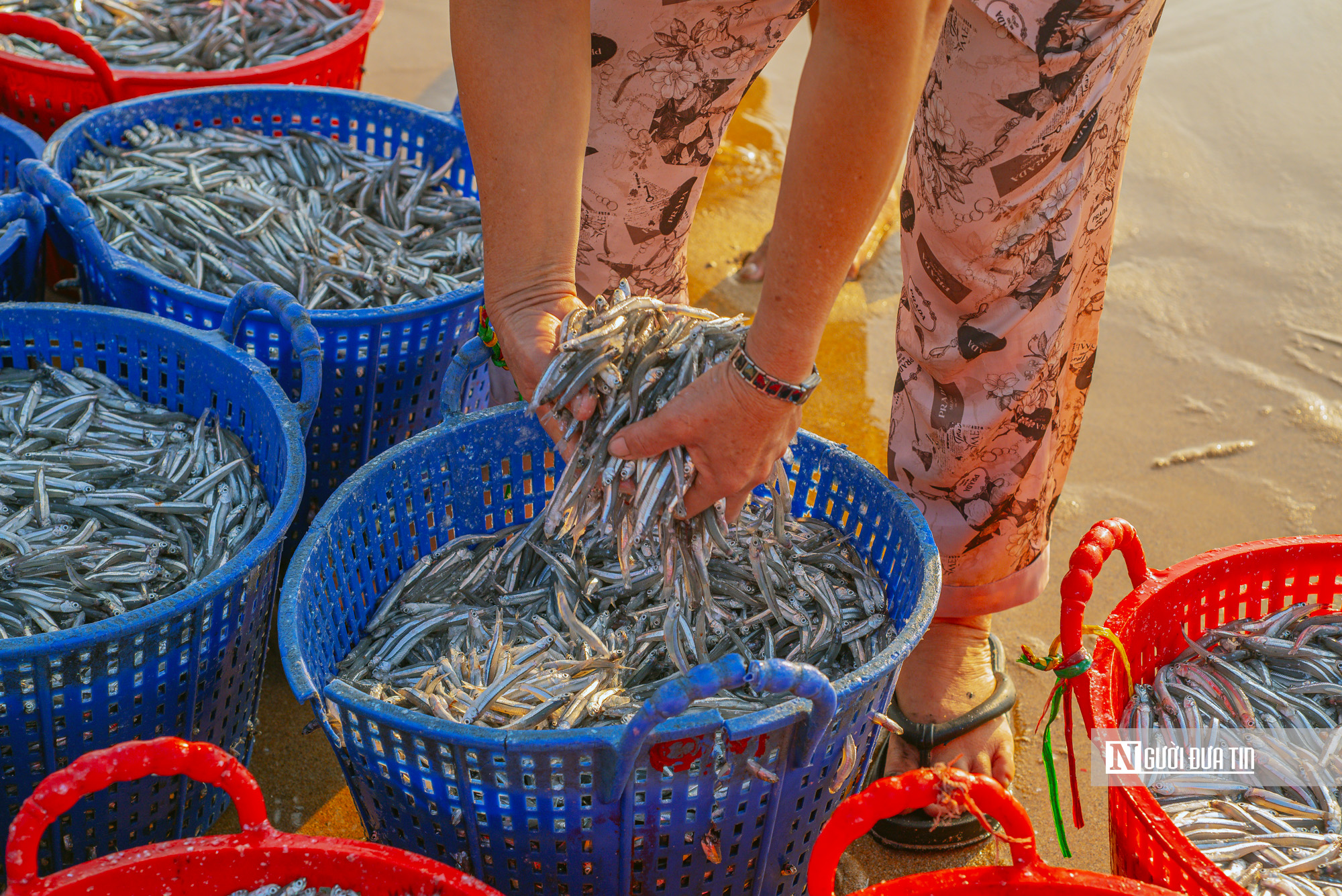 Ngư dân Đắk Lắk thu hàng triệu đồng sau đêm đánh cá cơm, phấn khởi vươn khơi bám biển- Ảnh 9. Ngư dân Đắk Lắk thu hàng triệu đồng sau đêm đánh cá cơm, phấn khởi vươn khơi bám biển- Ảnh 9.