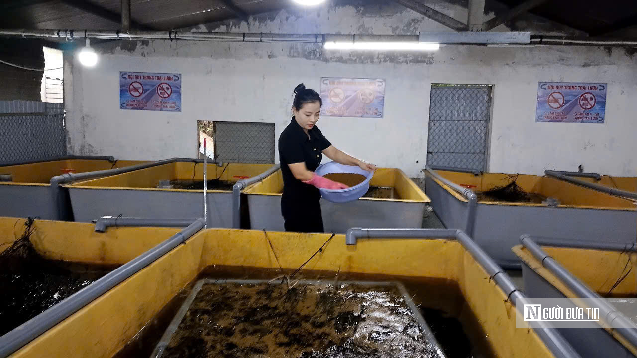 Khởi nghiệp với m&ocirc; h&igrave;nh nu&ocirc;i lươn kh&ocirc;ng b&ugrave;n, người phụ nữ ngồi chờ h&aacute;i &ldquo;quả ngọt&rdquo;- Ảnh 2.