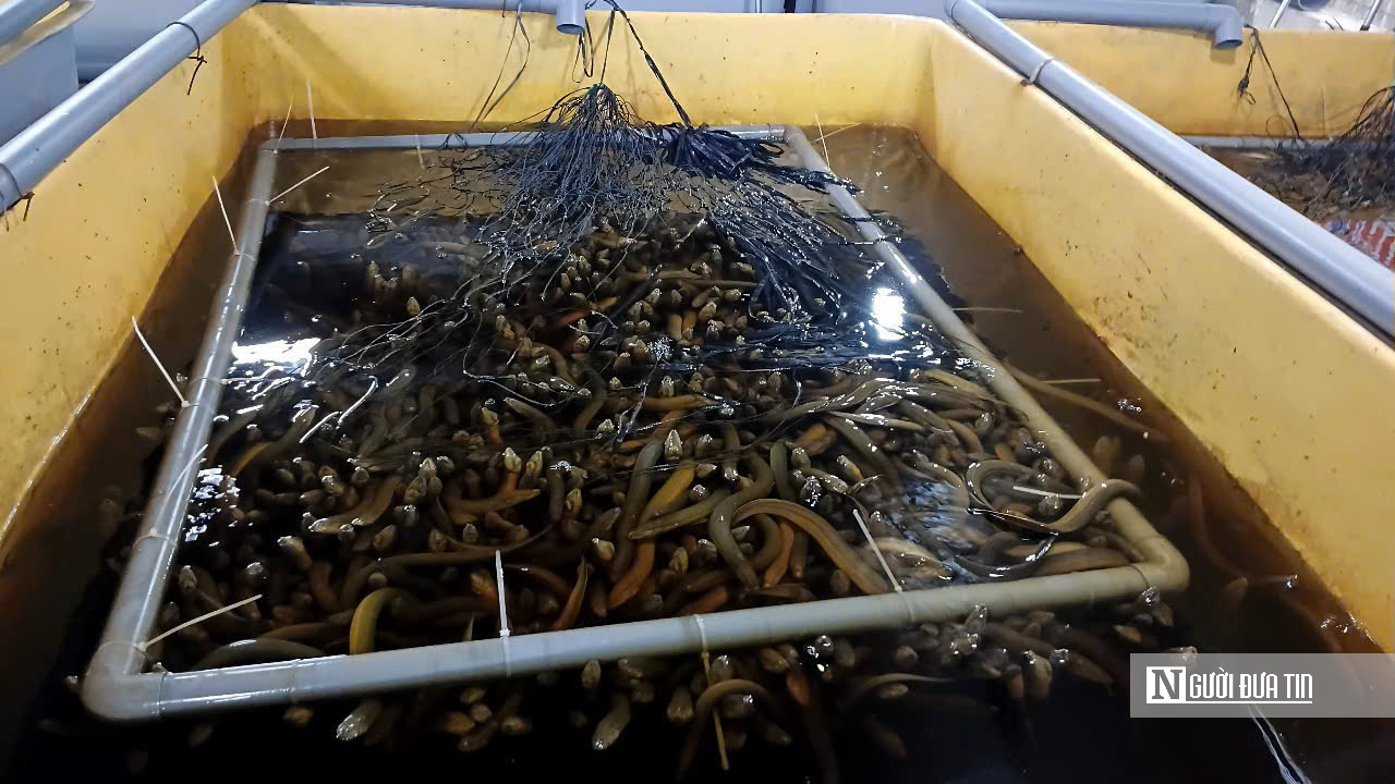 Khởi nghiệp với m&ocirc; h&igrave;nh nu&ocirc;i lươn kh&ocirc;ng b&ugrave;n, người phụ nữ ngồi chờ h&aacute;i &ldquo;quả ngọt&rdquo;- Ảnh 3.