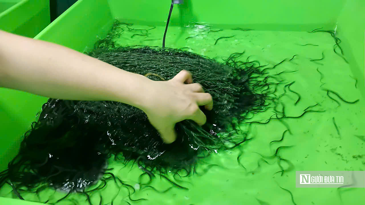 Khởi nghiệp với m&ocirc; h&igrave;nh nu&ocirc;i lươn kh&ocirc;ng b&ugrave;n, người phụ nữ ngồi chờ h&aacute;i &ldquo;quả ngọt&rdquo;- Ảnh 5.