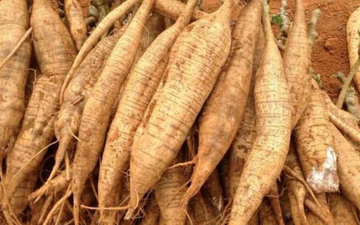 Loại củ Việt được ví như 