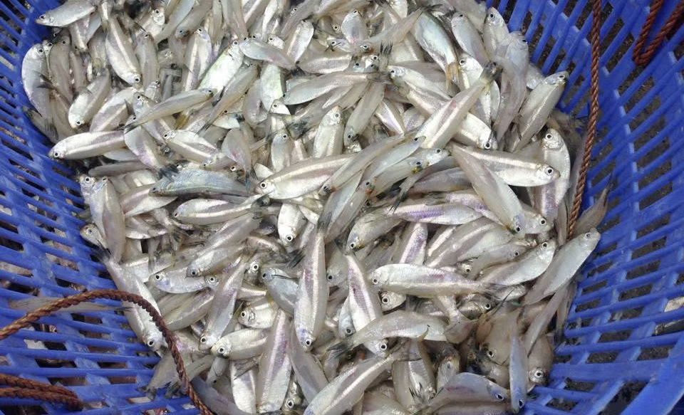 Đặc sản từ loài cá có tên một loại hoa, với giá trị dinh dưỡng cao và tốt cho sức khỏe - Ảnh 2.