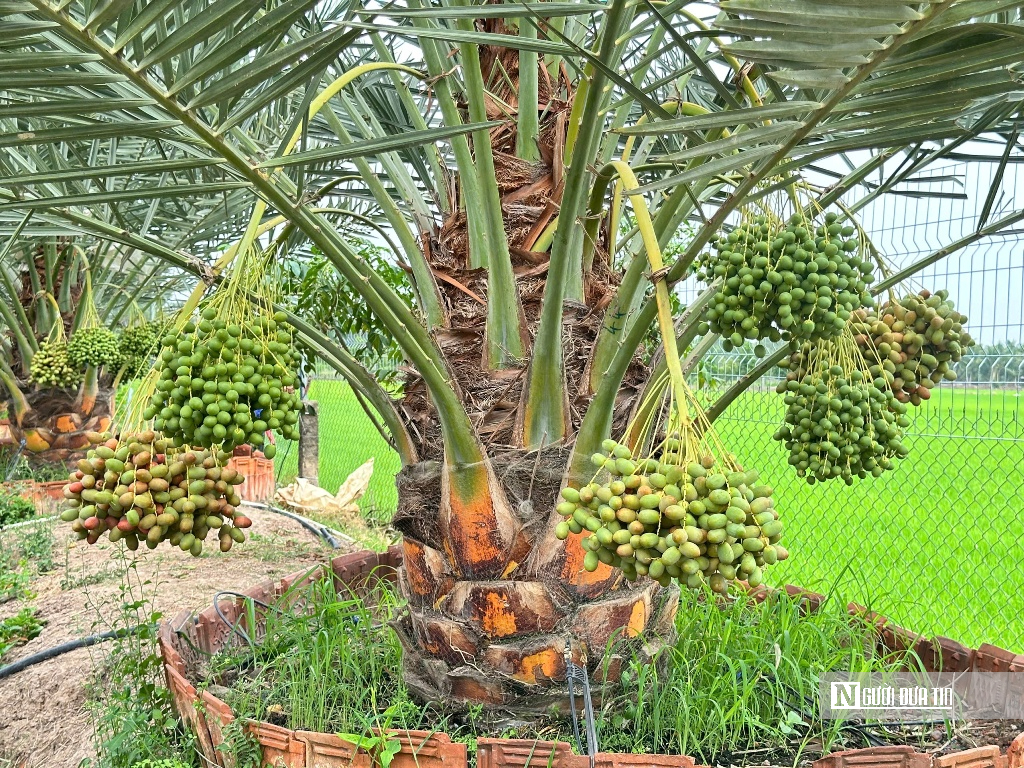 Chà là bén duyên vùng biên, mở hướng canh tác mới- Ảnh 1.