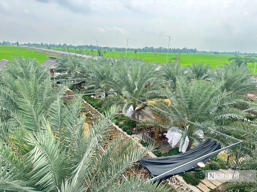 Chà là bén duyên vùng biên, mở hướng canh tác mới- Ảnh 3.