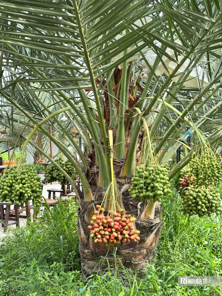 Chà là bén duyên vùng biên, mở hướng canh tác mới- Ảnh 2.