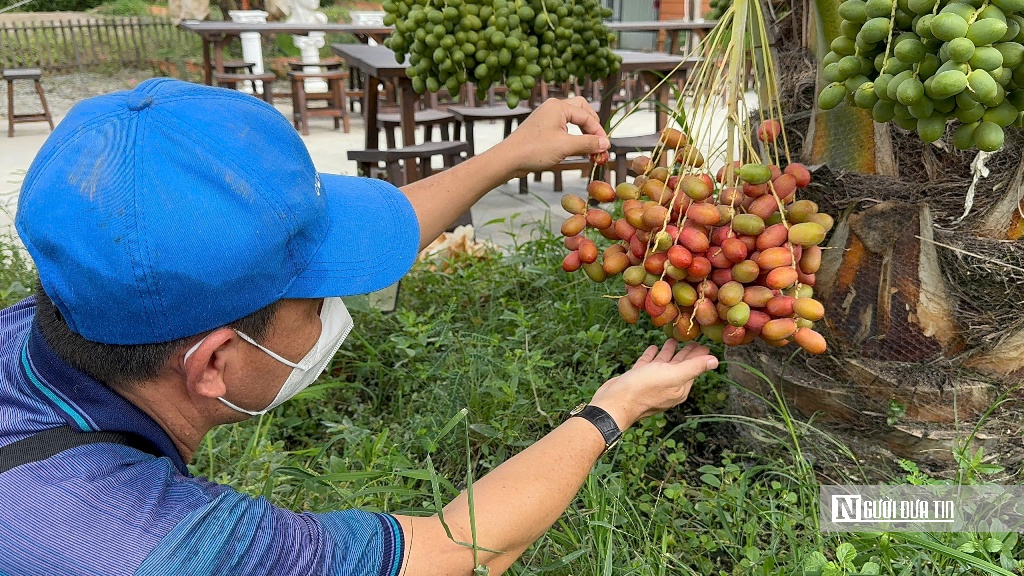 Chà là bén duyên vùng biên, mở hướng canh tác mới- Ảnh 4.