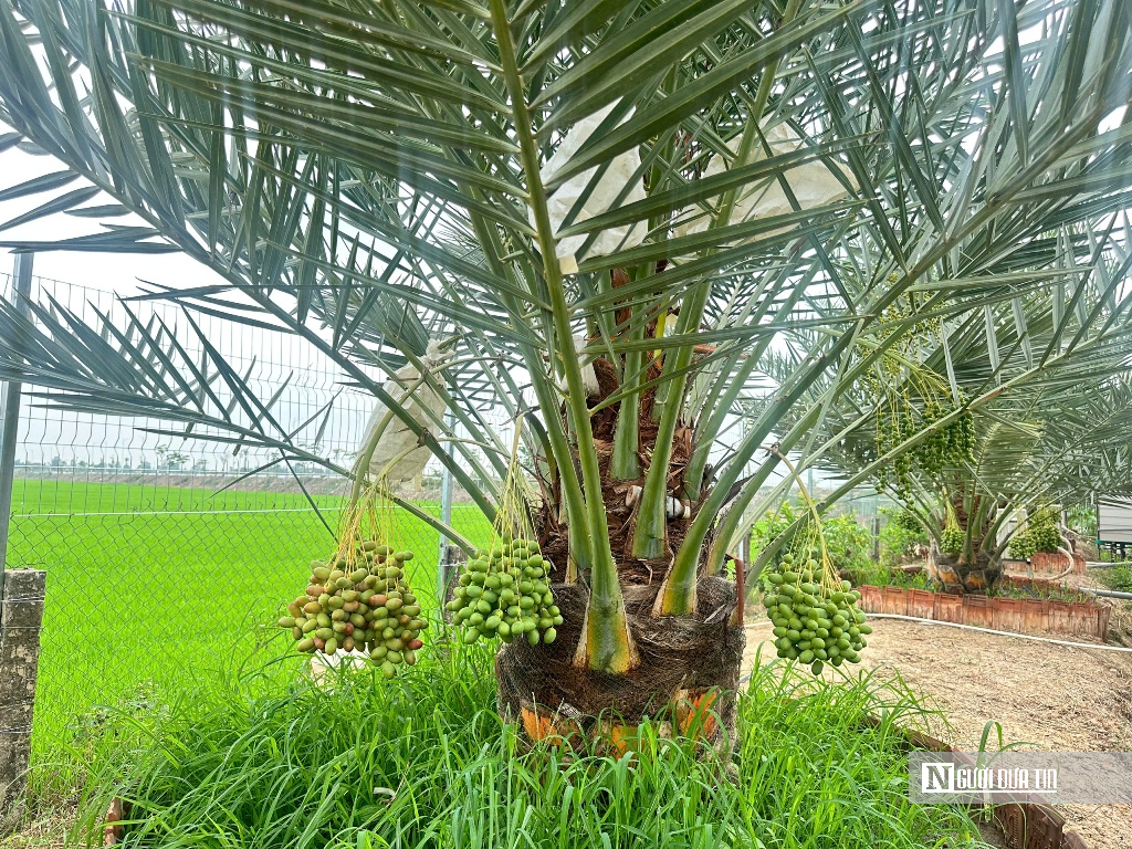 Chà là bén duyên vùng biên, mở hướng canh tác mới- Ảnh 5.
