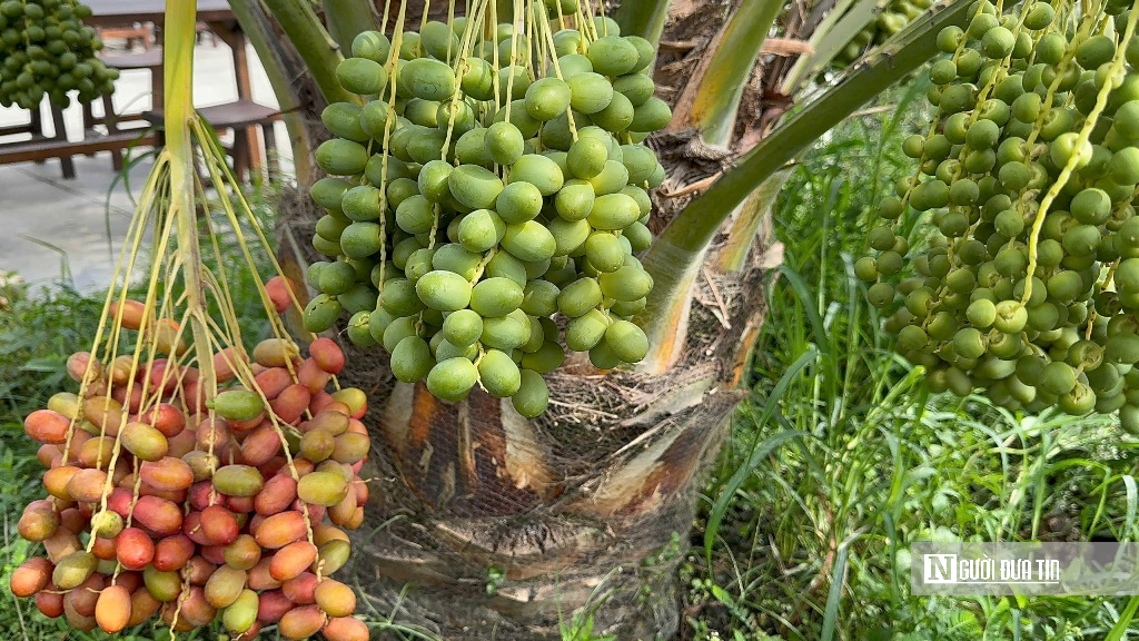 Chà là bén duyên vùng biên, mở hướng canh tác mới- Ảnh 8.