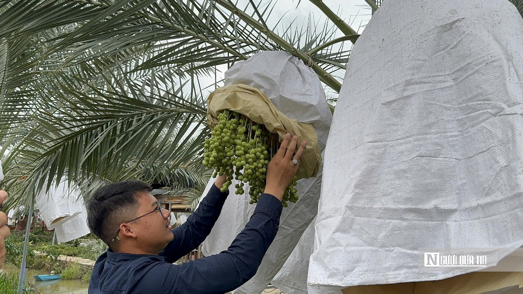Chà là bén duyên vùng biên, mở hướng canh tác mới- Ảnh 11.
