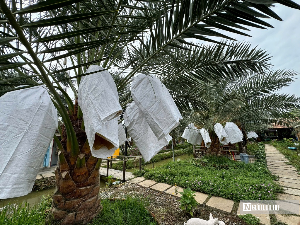 Chà là bén duyên vùng biên, mở hướng canh tác mới- Ảnh 12.