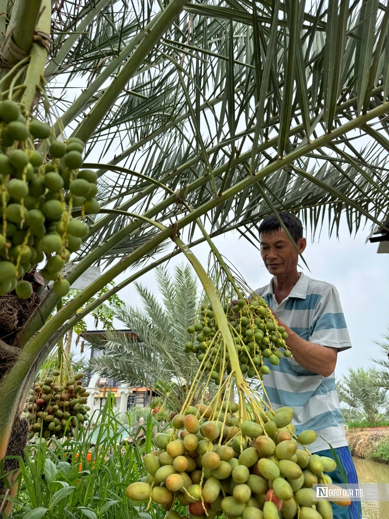 Chà là bén duyên vùng biên, mở hướng canh tác mới- Ảnh 9.