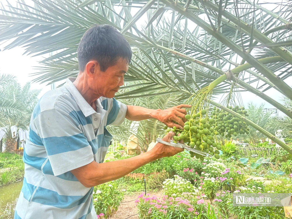 Chà là bén duyên vùng biên, mở hướng canh tác mới- Ảnh 13.