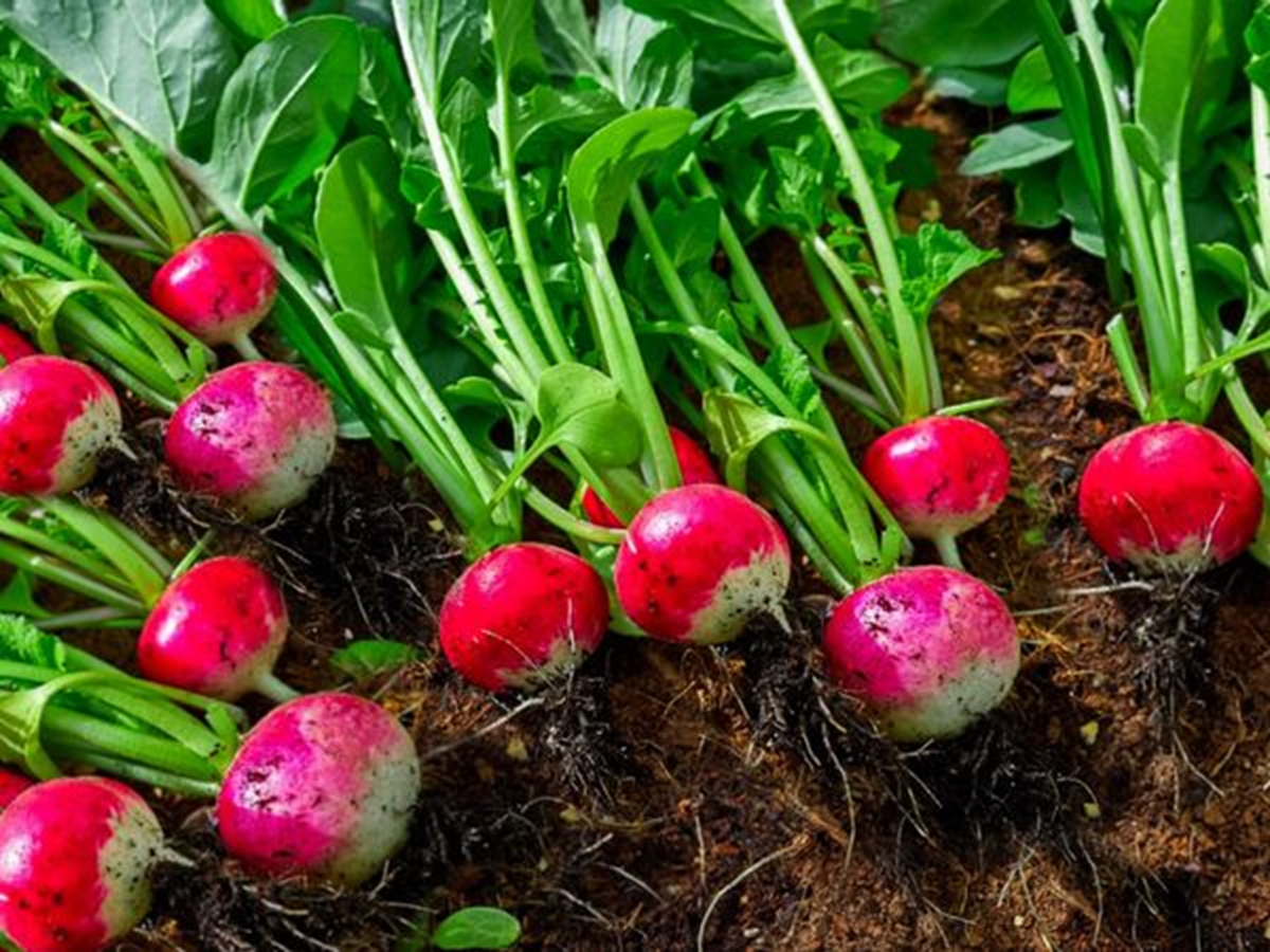 Loại củ được ví như “nhân sâm của người nghèo”, cứ ra chợ là thấy - Ảnh 2.