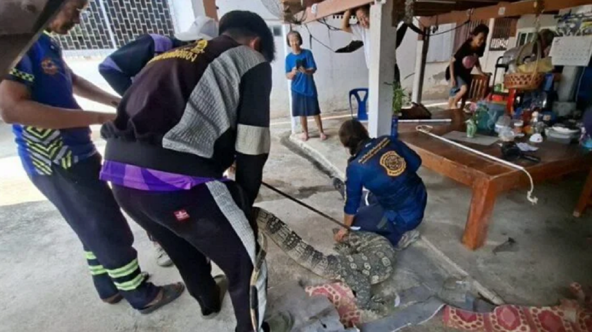 Đang ngồi trong nhà, cụ bà hoảng hốt thấy “thứ đáng sợ” bò vào, cả xóm ùn ùn kéo đến xem- Ảnh 2. Đang ngồi trong nhà, cụ bà hoảng hốt thấy “thứ đáng sợ” bò vào, cả xóm ùn ùn kéo đến xem- Ảnh 2.