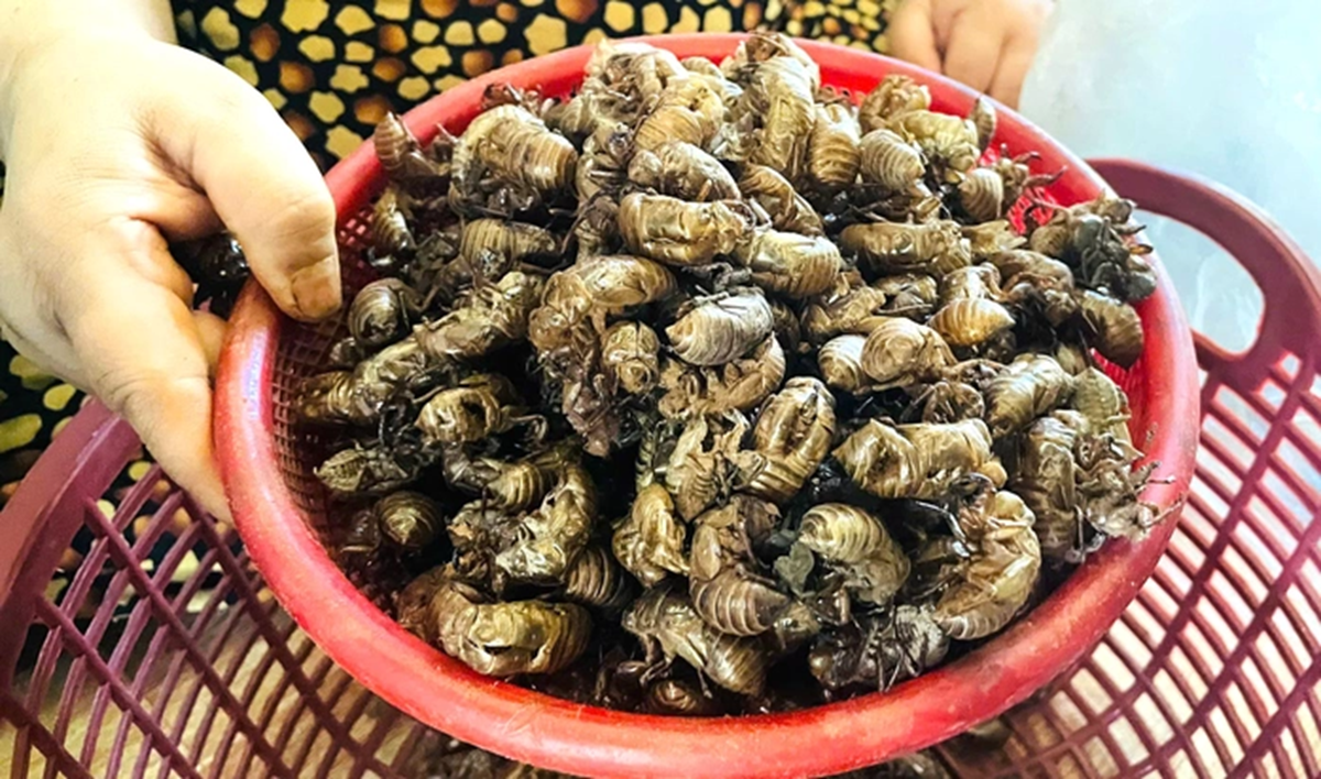 Thứ tưởng vô dụng trong rừng bất ngờ được săn lùng với giá gần 2 triệu đồng/kg, dân thi nhau đi nhặt - Ảnh 1.