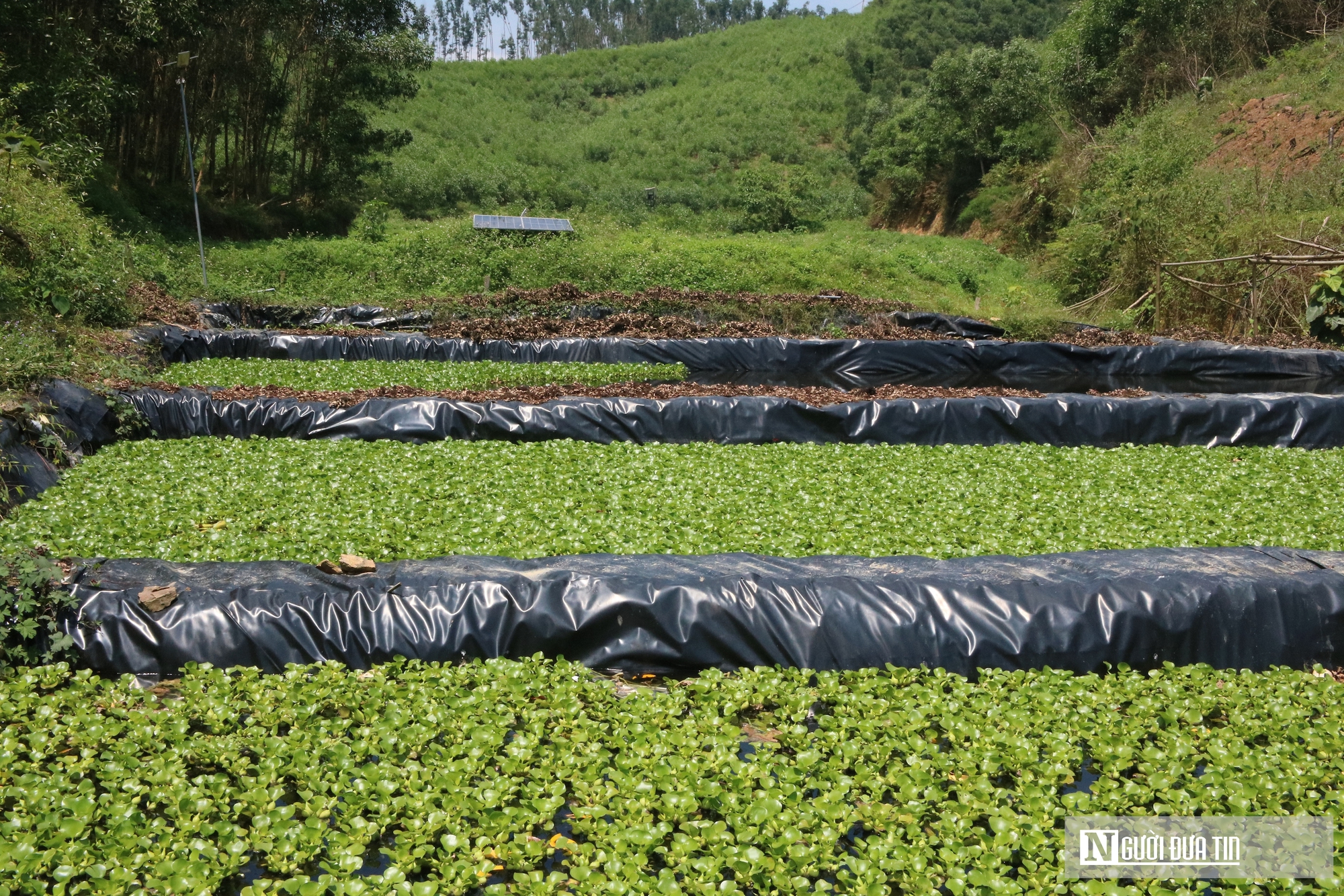 Bỏ việc lương hàng nghìn USD ở nước ngoài, anh nông dân lên khe núi nuôi con "một vốn bốn lời"- Ảnh 1. Bỏ việc lương hàng nghìn USD ở nước ngoài, anh nông dân lên khe núi nuôi con "một vốn bốn lời"- Ảnh 1.