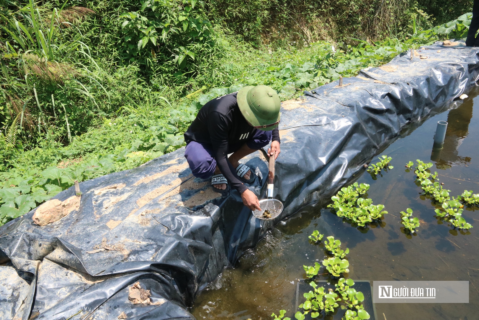 Bỏ việc lương hàng nghìn USD ở nước ngoài, anh nông dân lên khe núi nuôi con "một vốn bốn lời"- Ảnh 6. Bỏ việc lương hàng nghìn USD ở nước ngoài, anh nông dân lên khe núi nuôi con "một vốn bốn lời"- Ảnh 6.