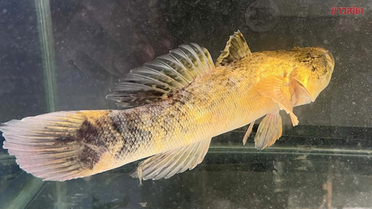 Khách trả hơn 8 triệu mua con cá bống vàng, người đàn ông quyết không bán - Ảnh 1.