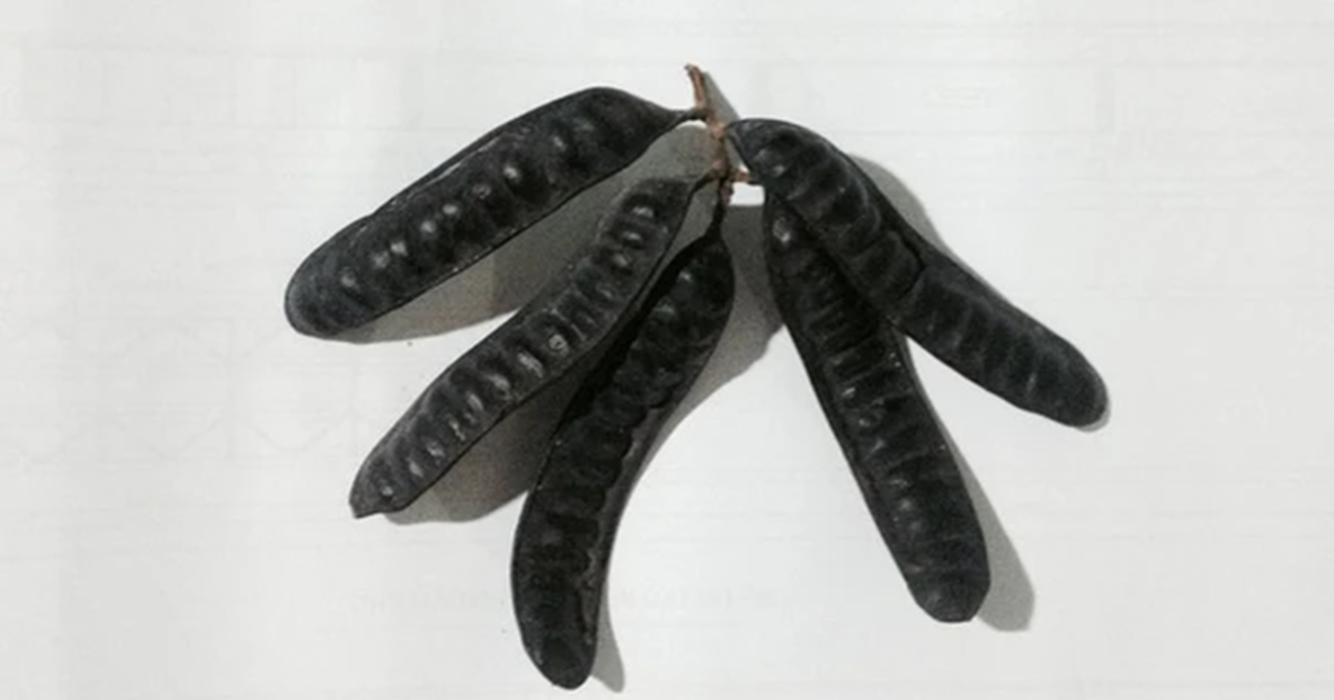 Loại quả mọc ven đường Việt Nam, nay trời Tây bán giá 2 triệu đồng/kg - Ảnh 1.