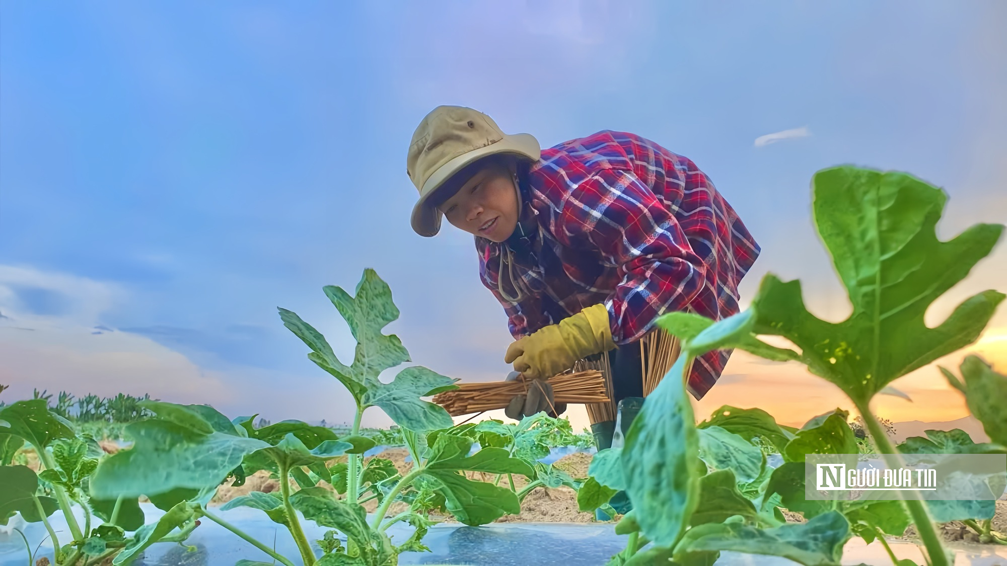 Chuyện &iacute;t biết về nghề "phu dưa" phi&ecirc;u bạt, gieo ước mơ hy vọng - Ảnh 11.