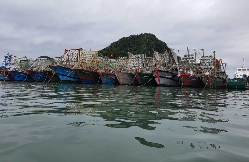 Ngư trường Quảng Ninh quá tải vì tàu cá nhỏ- Ảnh 2.