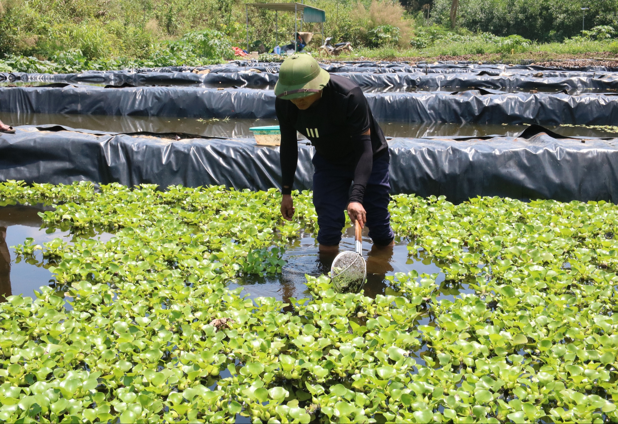 Bỏ việc lương hàng nghìn USD ở nước ngoài, anh nông dân lên khe núi nuôi con "một vốn bốn lời"- Ảnh 5. Bỏ việc lương hàng nghìn USD ở nước ngoài, anh nông dân lên khe núi nuôi con "một vốn bốn lời"- Ảnh 5.