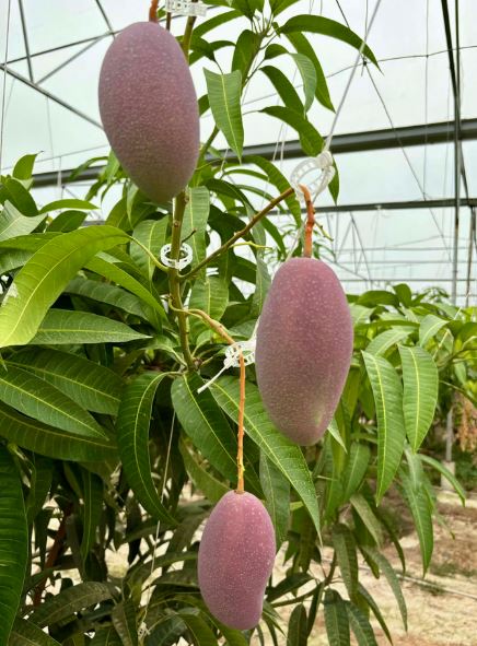 Quả