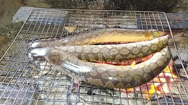 Loài cá nhìn rợn người nhưng lại là "siêu phẩm" bởi thịt ngọt, dai và thơm đặc trưng - Ảnh 3.