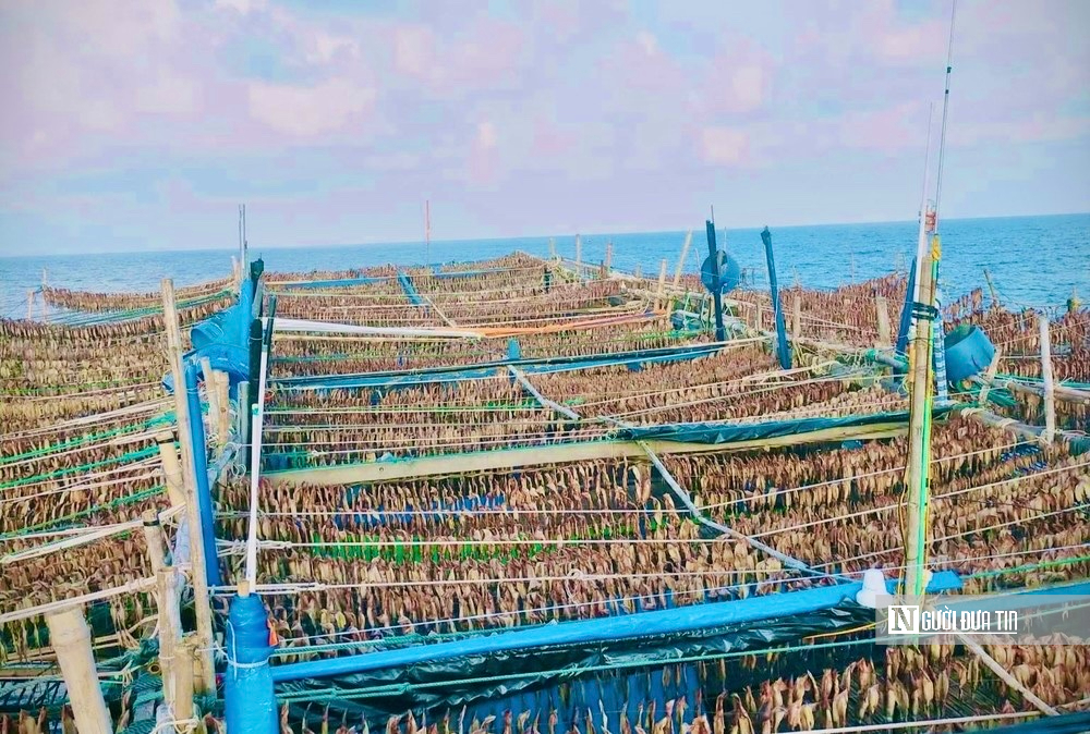 Tàu đầy ắp hải sản nhưng ngư dân Quảng Ngãi vẫn phải “gửi nhờ” cảng ngoài tỉnh - Ảnh 4.