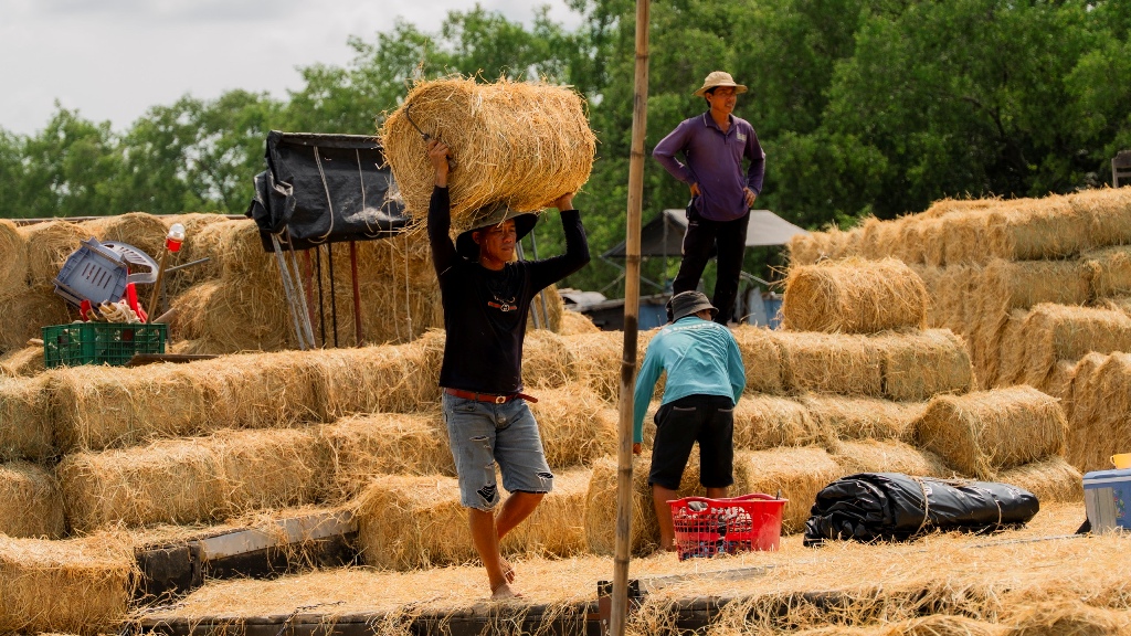 Chợ rơm Ba Lai nhộn nhịp, nâng giá trị nông nghiệp miền Tây- Ảnh 5.