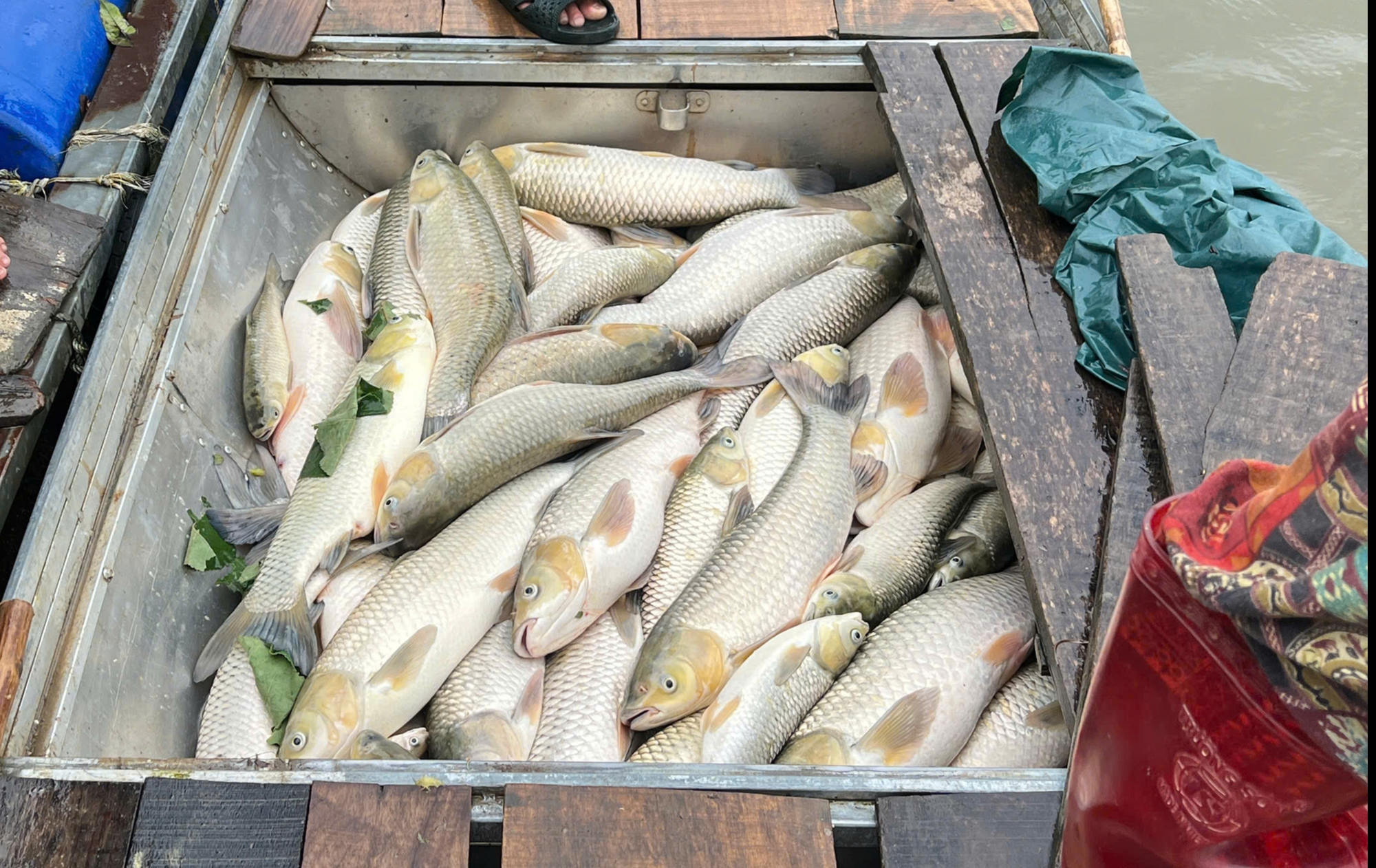 Thông tin mới về vụ cá chết hàng loạt bất thường trên sông Lam- Ảnh 2.