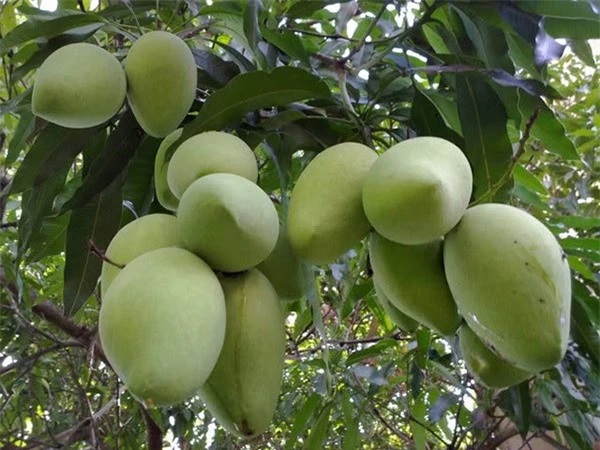 Những thức quà miền nhiệt đới trong biệt phủ nghìn mét vuông của Mỹ Tâm - Ảnh 5.