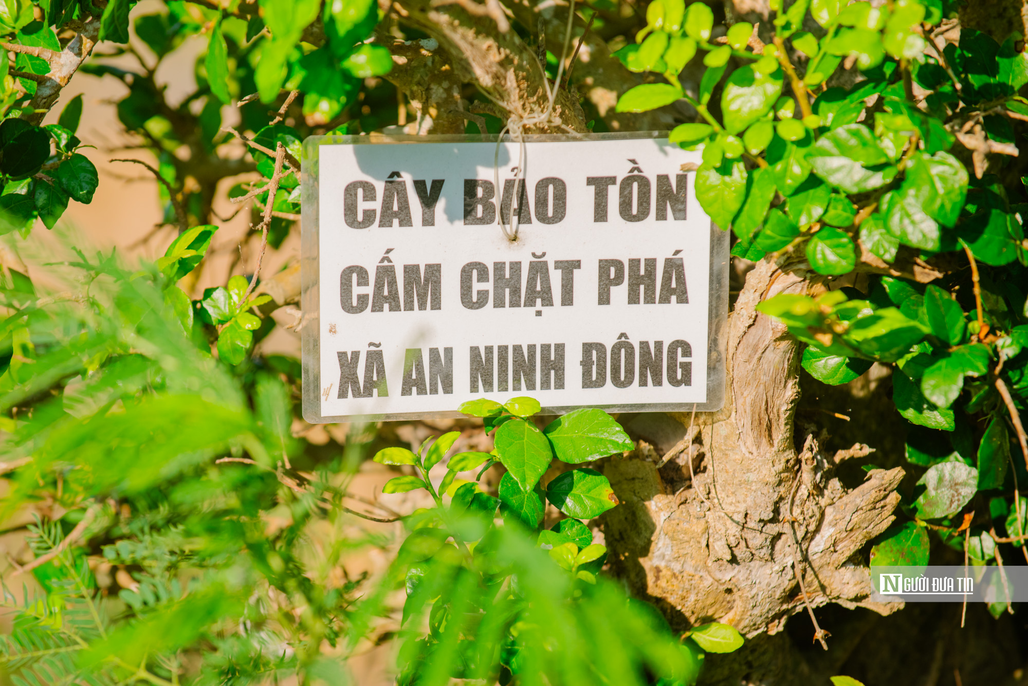 Khám phá ngôi làng đá 500 tuổi kỳ bí, hoang sơ bên bờ biển Đắk Lắk- Ảnh 8. Khám phá ngôi làng đá 500 tuổi kỳ bí, hoang sơ bên bờ biển Đắk Lắk- Ảnh 8.