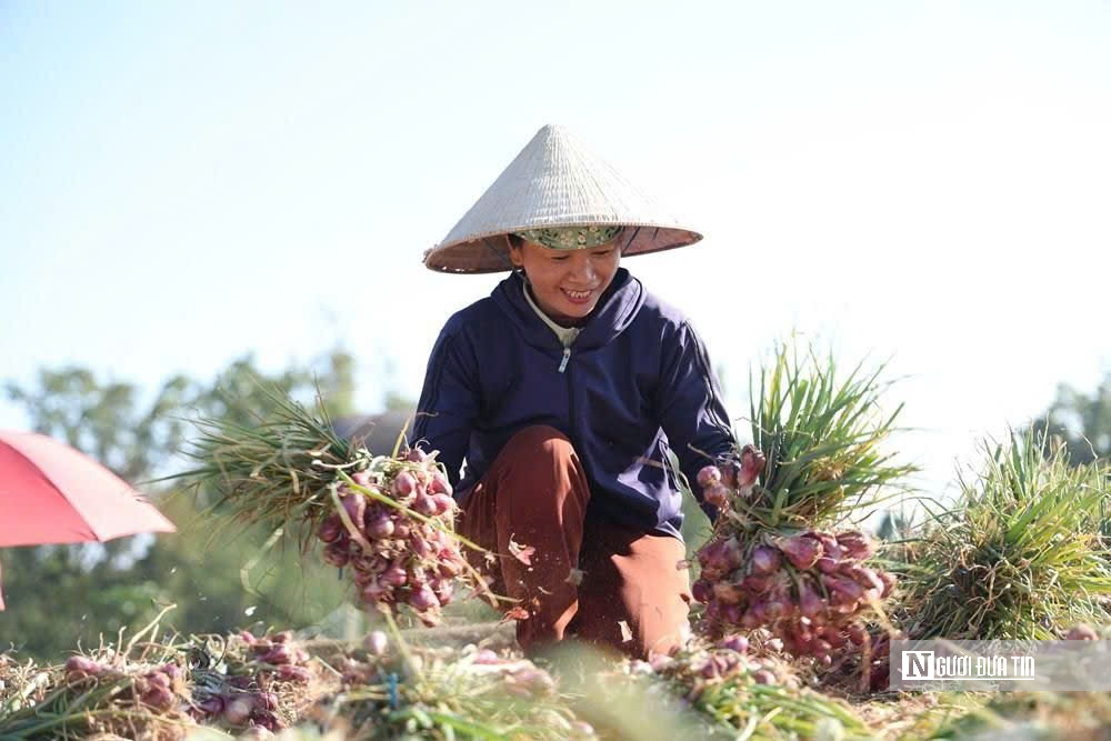 Quảng Ngãi: Nông dân thu lãi lớn nhờ hành tím "trúng mùa trúng giá"- Ảnh 2. Quảng Ngãi: Nông dân thu lãi lớn nhờ hành tím "trúng mùa trúng giá"- Ảnh 2.
