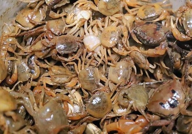 Cua đồng &ndash; m&oacute;n ăn d&acirc;n d&atilde; quen thuộc ng&agrave;y h&egrave; tốt cho xương - Ảnh 1.