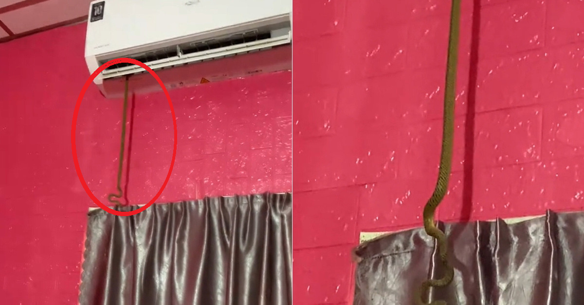 Đang chợp mắt giữa trưa, người đàn phát hiện cảnh tượng 